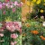 Flower10.jpg