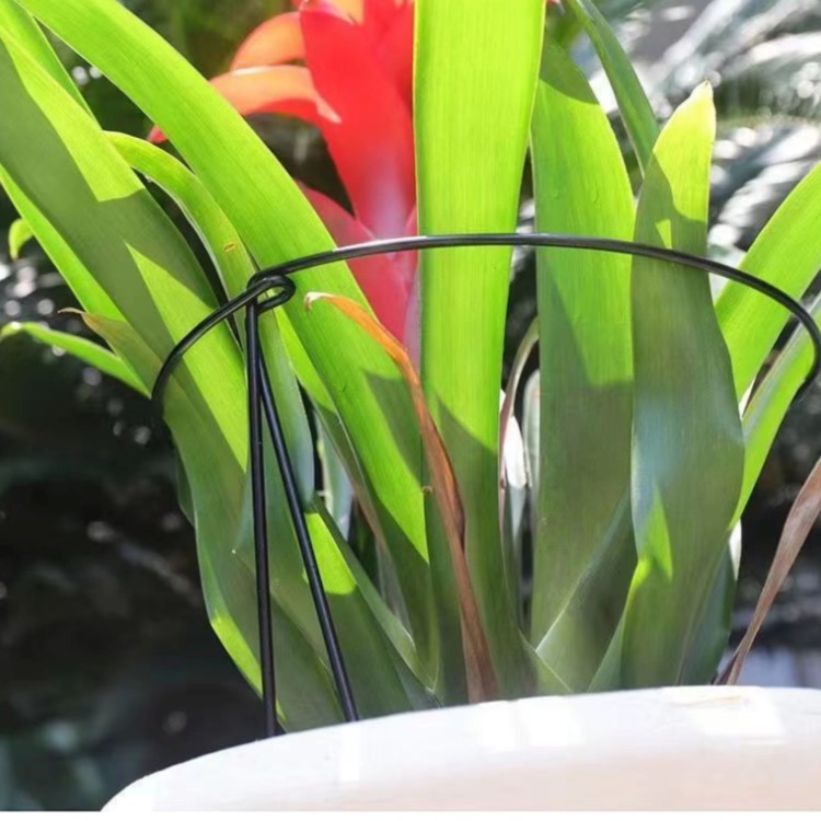 Flower1.jpg