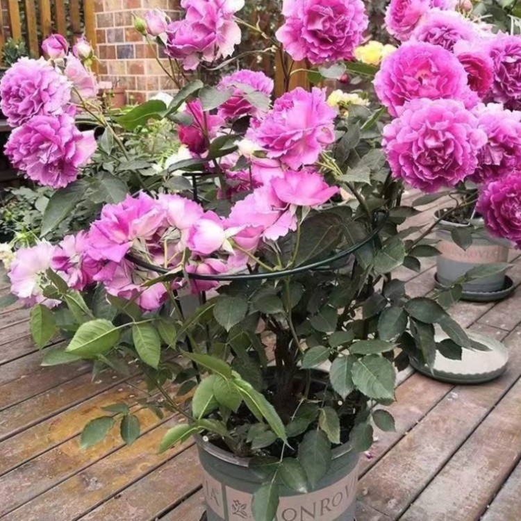 Flower3.jpg