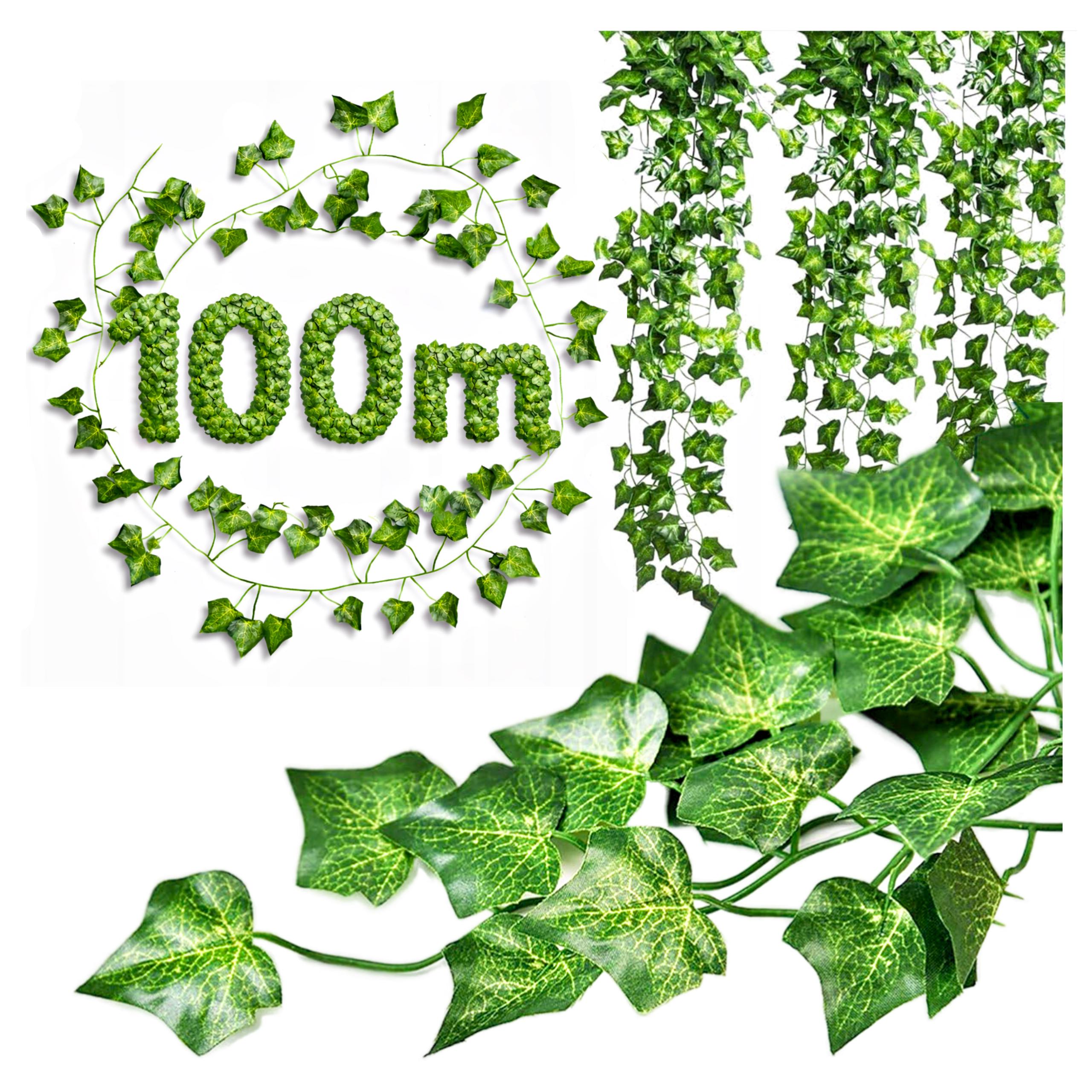 Bluszcz 100m miniatura2.jpg